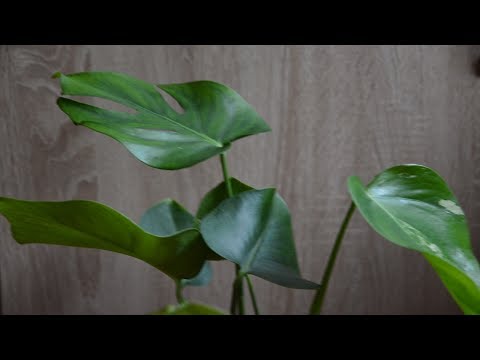 Видео: Монстера.  Уход за растением.  Мои монстеры подрастают!