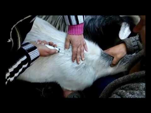 Видео: 🤓Кальций для🐐 коз🎥.