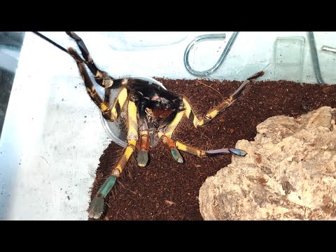 Видео: Разведение пауков птицеедов, на примере орнаты.