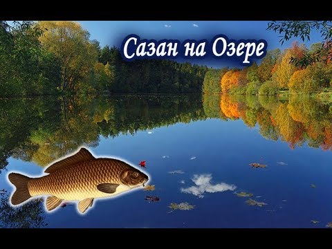 Видео: Сазан на Озере. Русская Рыбалка 3.99.