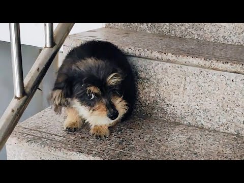 Видео: На лестнице я встретила бродячего щенка, и он пошёл за мной домой!