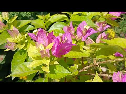 Видео: #бугенвиллия 🌸🌸🌸 /Как ухаживаю/ Как добиться пышного цветения/....