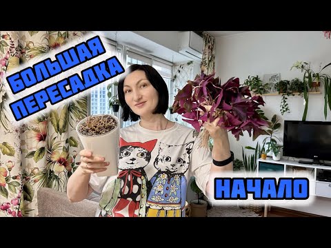 Видео: Большая Пересадка. НАЧАЛО/Сезон Пересадок Открыт!