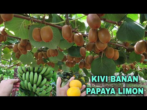 Видео: КИВИ КУЧАТЛАРИ ВА СИТРУС КУЧАТЛАР ☎️916203503 KIVI KO'CHATLARI VA SITRUS BANAN LIMON MANGO KO'CHATI
