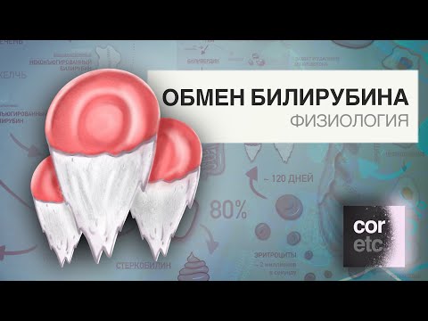 Видео: Обмен билирубина (метаболизм билирубина).