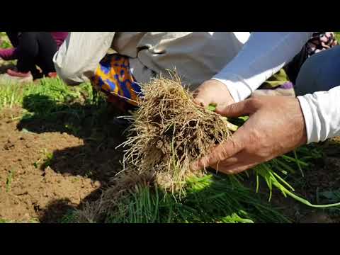Видео: Пиёз кўчат экиш сирлари.