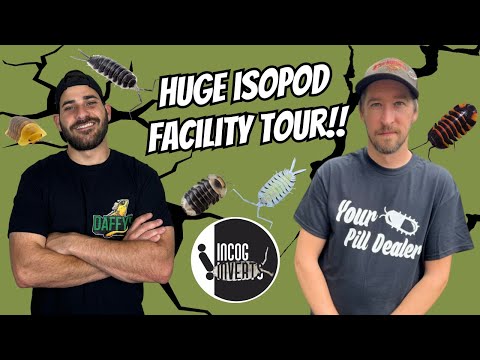 Видео: Тысячи РЕДКИХ ИЗОПОДОВ в невероятном центре изопод!