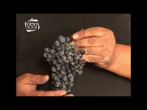 Видео: Вино в кърпа, 1 част / документален филм на TVT