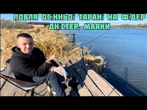Видео: Ловля плотви на Дністрі с.Маяки  #фідер #плотва #Дністер #рибалка #фідернарибалка #Дністер2025