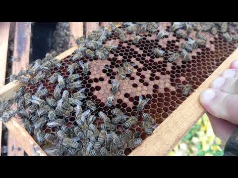 Видео: Как думаете.Какие шансы у этой семейки перезимовать с небольшими потерями в руте или дадане? 🤔