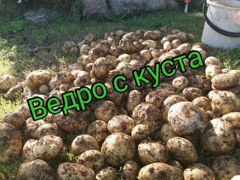 Видео: Эксперимент! «Ведро картошки с куста». Только правда!