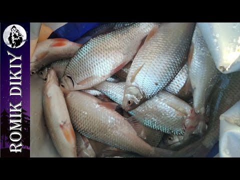 Видео: Зимняя рыбалка на воблу. Капчагай. 12 февраля 2023г.