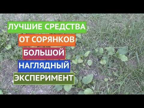 Видео: ИЗБАВЛЯЕМСЯ ОТ СОРНЯКОВ! МОЙ БОЛЬШОЙ ЭКСПЕРИМЕНТ!