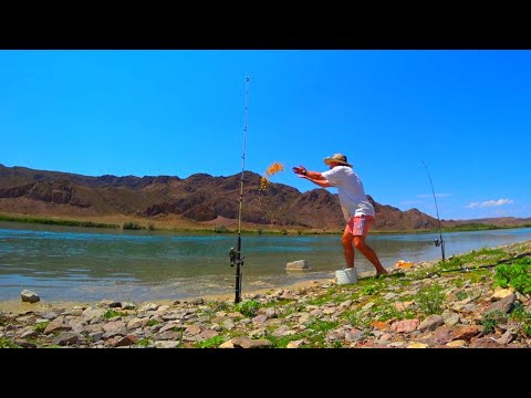 Видео: ЗДЕСЬ РЫБА ПРОСТО КИШИТ! ЛОВИТСЯ НА ЛЮБУЮ СНАСТЬ! Рыбалка на донки, поплавок, спиннинг.