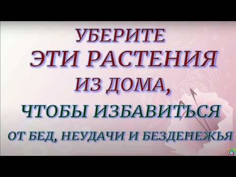 Видео: Эти растения нельзя держать дома. Растения - вампиры , энерговредители.