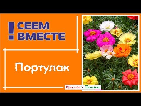 Видео: Посев ПОРТУЛАКА  для начинающих. Все тонкости и нюансы.