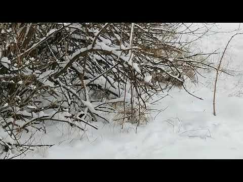 Видео: Охота на зайца с псп невероятное количество зайца
