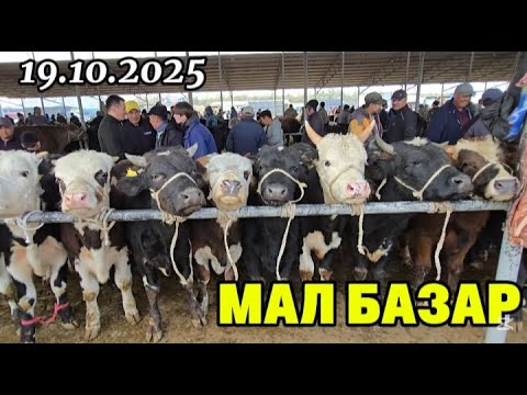 Видео: ТАРАЗ МАЛ БАЗАР ІРІ ҚАРА БАҒАСЫ🔥