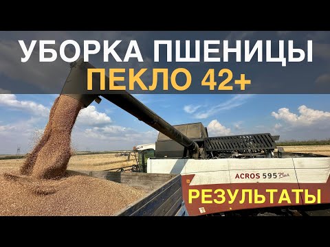 Видео: Убираем пшеницу в пекло. Результаты сорт Таня.