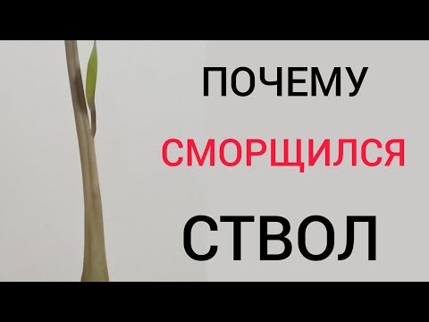 Видео: СМОРЩИЛСЯ 😱 СТВОЛ (рахис) у замиокулькаса. Причины. Что делать?