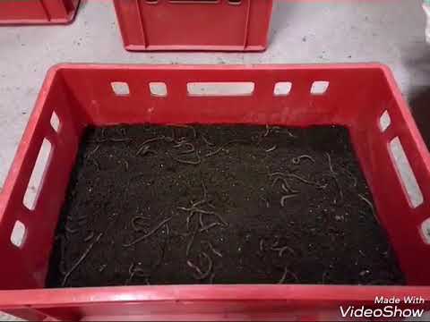 Видео: Дендробена. Способы просейки и выборки червя.