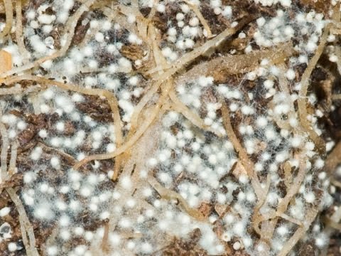 Видео: О сапрофитных грибах на субстрате