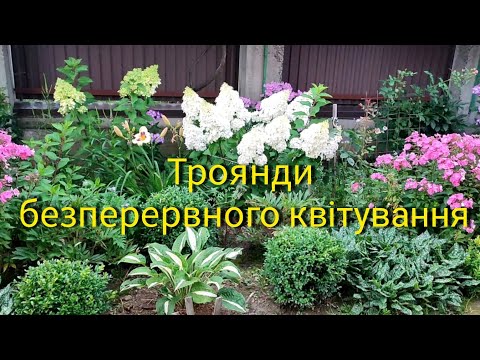 Видео: Троянди безперервного квітування