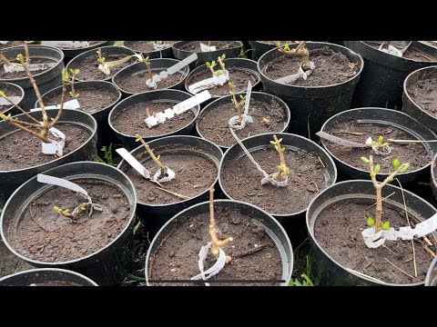 Видео: КАК ПРАВИЛЬНО ОБРЕЗАТЬ МОЛОДУЮ ГОРТЕНЗИЮ ЧТО Б ОНА БЫСТРЕЕ ОКРЕПЛА И НАЧАЛА ВЫДАВАТЬ МОЩНЫЕ ПОБЕГИ