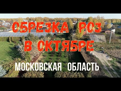 Видео: Осенняя обрезка роз. Октябрь 2021.
