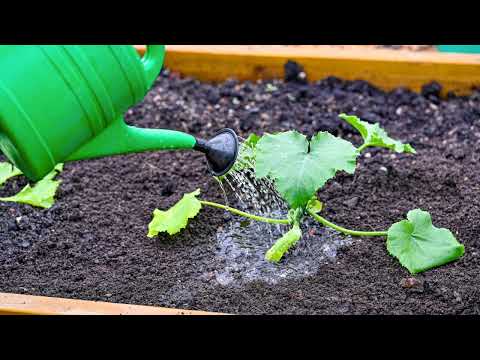 Видео: 9 порад щодо вирощування гарбуза в горщиках і контейнерах