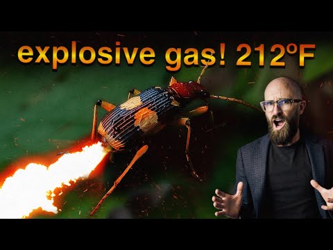 Видео: Невероятное насекомое, упаковывающее огнемет