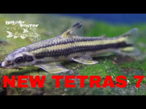 Видео: Новые Тетры 7 — харацины среднего размера