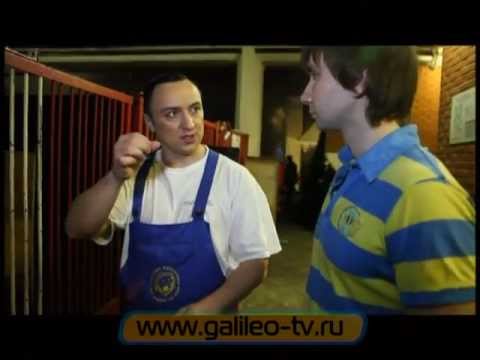 Видео: Галилео. Найди себе работу'2. Укротитель и контролер