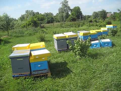 Видео: Пластиковая вощина. Помощь начинающим пчеловодам.