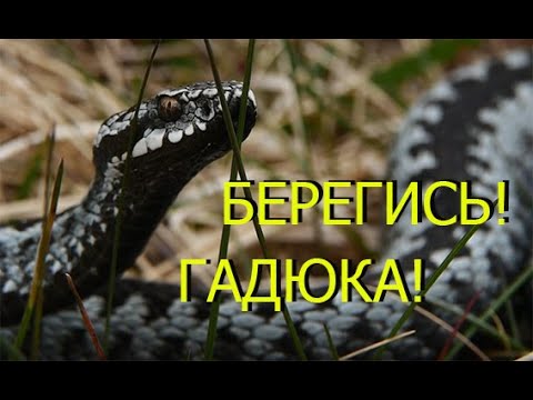 Видео: Снова про укус гадюки. Что делать если укусила?