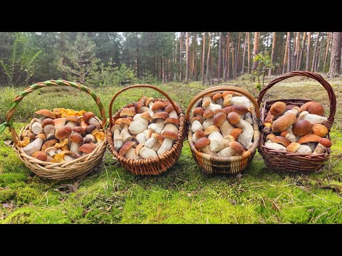 Видео: БЕЛАЯ ГОРЯЧКА!!! НАШЕСТВИЕ ЕЛОВЫХ БЕЛЫХ ГРИБОВ!!! 15 ИЮЛЯ 2023.