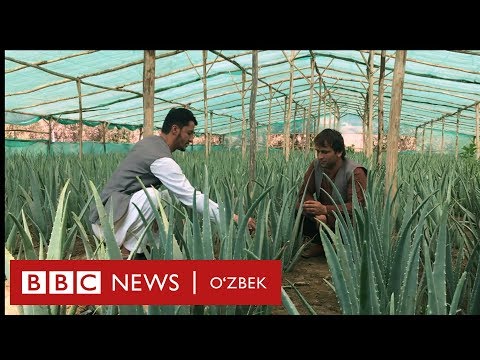 Видео: Афғон деҳқонлари минглаб доллар фойда кўраётган алойни Ўзбекистонда экса бўладими?