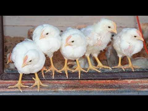 Видео: Важные условия для правильного роста и развития цыплят.