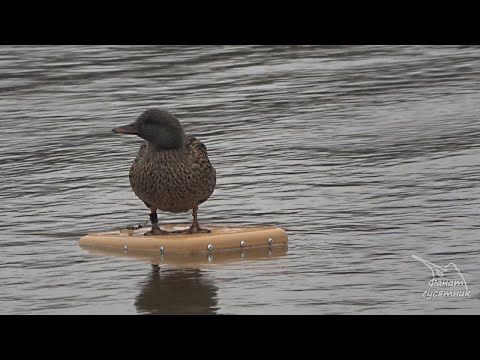 Видео: Охота на селезней с подсадными утками. Ока, весна 2020. Часть 2