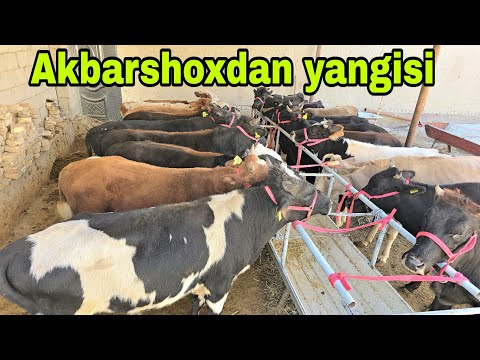 Видео: Akbarshox ukamizdan yemga tayyor buqalar va bo'g'oz g'unojinlar 10октября 2025 г.