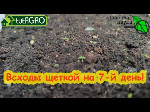 Видео: ДАЖЕ САМЫЕ ТУГИЕ СЕМЕНА ВСХОДЯТ НА 7 ДЕНЬ БЕЗ СТРАТИФИКАЦИИ ! И старые семена входят щеткой!