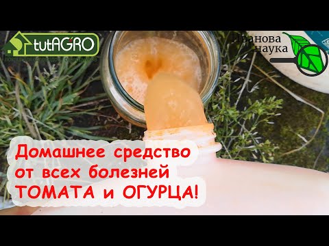Видео: ЭТО ДОМАШНЕЕ СРЕДСТВО СПАСЕТ ТОМАТЫ ОТ ВСЕХ БОЛЕЗНЕЙ! А ВОТ ЭТО НЕ СПАСЕТ, А СДЕЛАЕТ ТОЛЬКО ХУЖЕ!