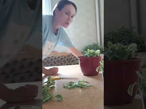 Видео: Аптения вариегатная. Уход, пересадка, размножение.