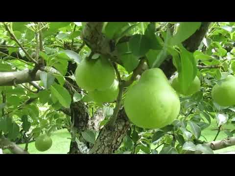 Видео: СРОКИ ОТГИБАНИЯ ЖИРОВИКОВ ДЛЯ УРОЖАЯ.