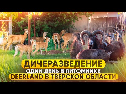 Видео: ‼️Муфлоны, лани и кавказские туры‼️Дичеразведение. Один день в питомнике DEERLAND в Тверской области