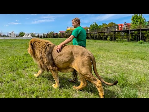 Видео: Это удивительное зрелице как ЧЕЛОВЕК-ЛЕВ ведет ГЛАВНОГО-ЛЬВА по саване!!!