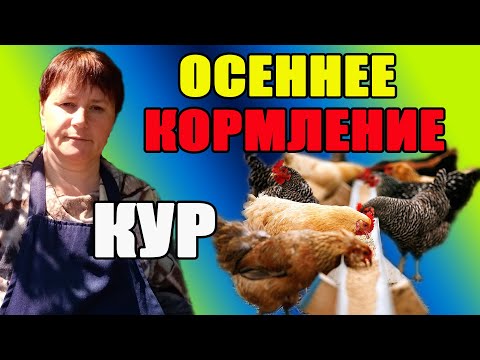 Видео: Осеннее кормление кур. Меняю рацион питания кур.