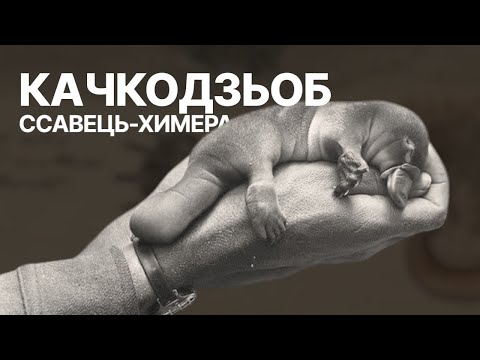 Видео: Качкодзьоб - ссавець, птах і рептилія в одному тілі!