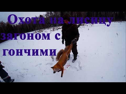 Видео: Охота на лисицу загоном! Первый загон после нового года. Кировская область