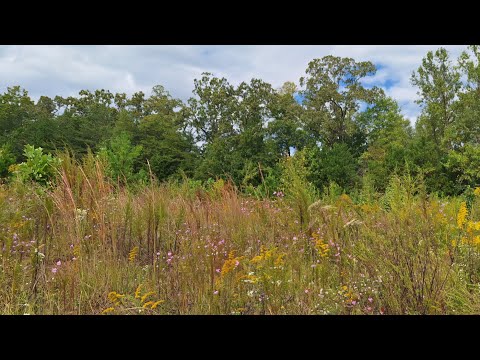 Видео: Бабье Лето или  Indian summer ☀️ в Джорджии - вокруг Леса Сказочной красоты, 👌 цвета Осени - Рыжие 😍